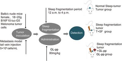 Antimetastatic Effects of Ganoderma lucidum Polysaccharide Peptide on B16-F10-luc-G5 Melanoma Mice With <mark class="highlighted">Sleep Fragmentation</mark>